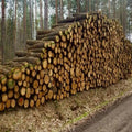 Eichenstämme – 60 m³ LKW-Ladung | 2–6 m Länge