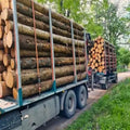 Kastanienstämme – 50 m³ LKW-Ladung | Hartholz für effiziente Wärme