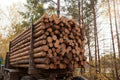 Buchenstämme – 50 m³ LKW-Ladung | Hochwertiges Buchenholz